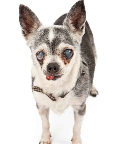 What You Need For A Senior Chihuahua I Love My Chi