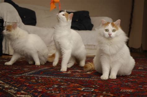 turkish van cat info history personality care kittens pictures