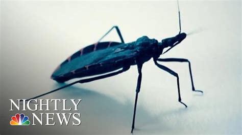 Health Officials Warn Deadly Kissing Bugs Spreading North In Us Nbc
