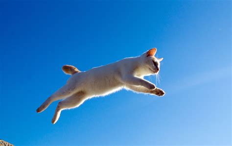 Lihat apa yang kucing putih (kucingp975) telah temukan di pinterest, koleksi ide terbesar di dunia. Gambar Kucing Putih Lucu dan Imut // FaniCat