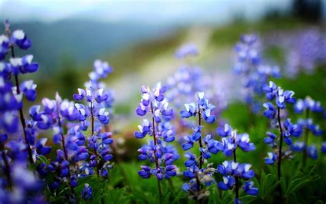 La sua specie infatti, quella dei verbascum, fa fiori di molti colori, ma nessuno come lui. Fiori blu