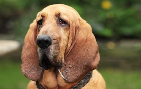 21 Dogs With Long Ears Hubpages