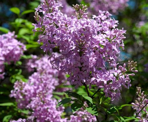 Purple Lilac Bush Blooming In May Day Stock Photo