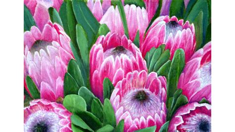 Proteas are attractive shrubs originating from south africa which can be cultivated commercially in western australia. proteas