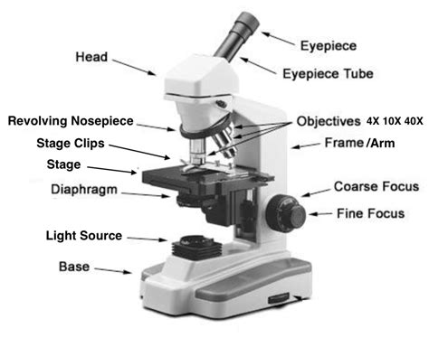 Microscope Diagram Quizlet