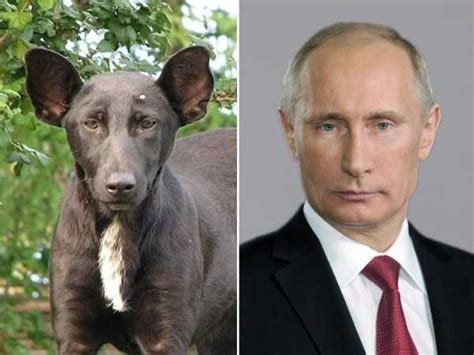 Famous People And Their Dog Look Alikes Klykercom