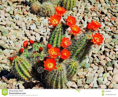 Red Flowers Of An Arizona Cactus In Full Bloom In The Summertime Stock