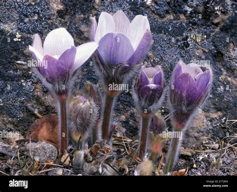 Prairie Crocus Also Known As Pasque Flower Anemone Patens One The First