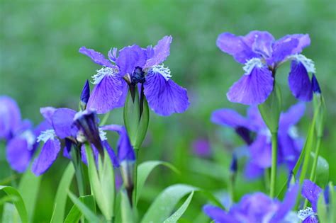 Iris Tectorum Japanese Roof Iris Stock Photo Download Image Now