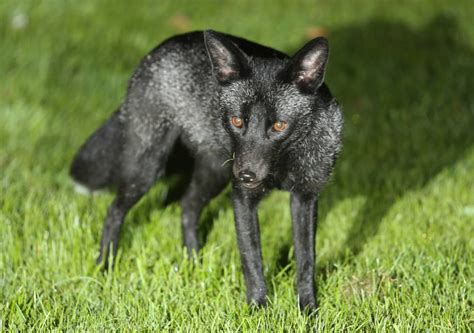 Black Fox Britains Rarest Animal Photographed By Robert