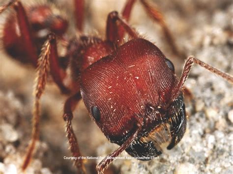 É denominada formiga cortadora de folhas há mais de 40 espécies pertencentes ao gênero atta e acromyrmex. Formiga Cortadeira • BIOMAX Controle de Pragas