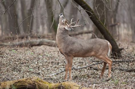 What Do White Tailed Deer Eat The Easy Guide To Whitetail Feeding