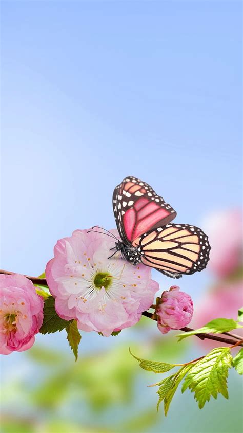 Spring Butterfly Full Outdoors Spring Butterflies Hd Phone Wallpaper