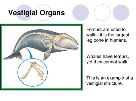 Ppt Chapter 15 Darwins Theory Of Evolution Powerpoint Presentation