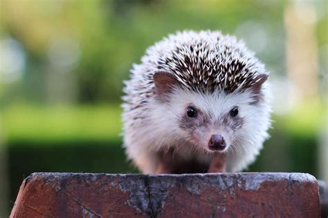 4 Things You Need To Know About Pet Hedgehogs Before Adopting One