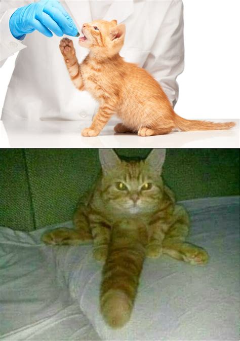 Cursed Cat Usó Vagra Meme By Astasaochalllenges