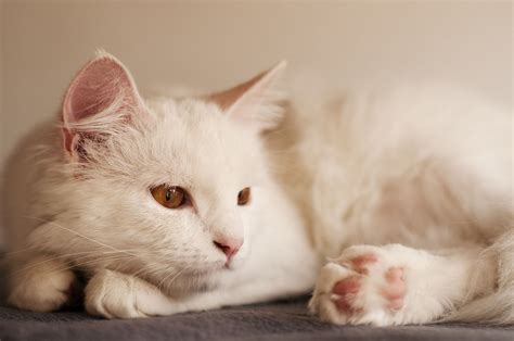 Die Hübsche Angora Katze Schmust Gerne Und Hat Eine Anhängliche Sanfte