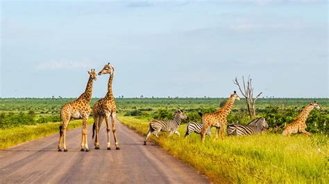 Kruger National Park To Cape Town A Tour Of South Africa