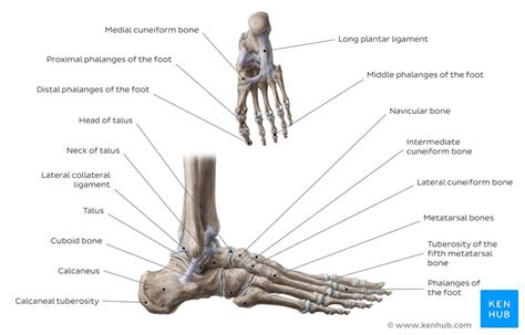Unlabeled Foot Bone Anatomy