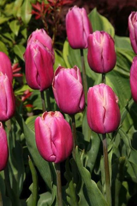 Tulip Holland Beauty Hoa Tulip Hoa
