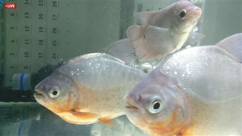 Maka dari itu, ikan koi yang dipilih untuk diletakkan di aquarium, hendaknya berukuran tidak terlalu besar. Ikan bawal gede & gurame di akuarium - YouTube