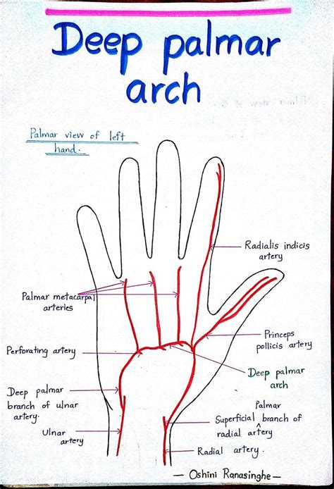 Deep Palmar Arch Basic Anatomy And Physiology Medical School Stuff