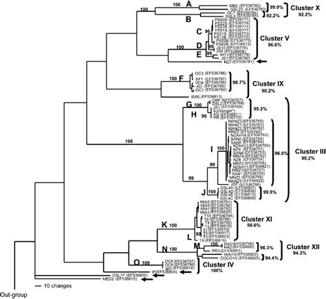 Phylogenetic Tree For Bacteriovorax Isolates Based On Rpob Gene