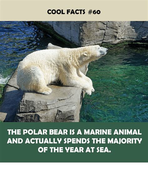 Cool Facts 60 The Polar Bear Is A Marine Animal And Actually Spends
