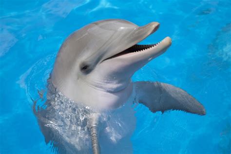 Total Sorority Move Endangered Dolphin Dies After Dumb Humans Pass It