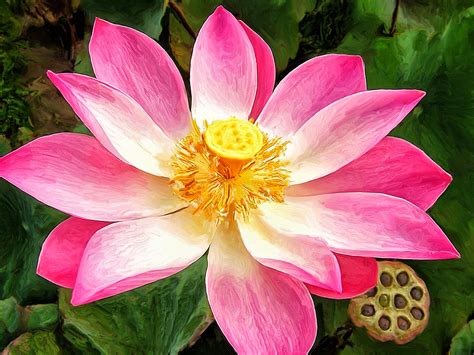 Pink Lotus Painting By Dominic Piperata Fine Art America