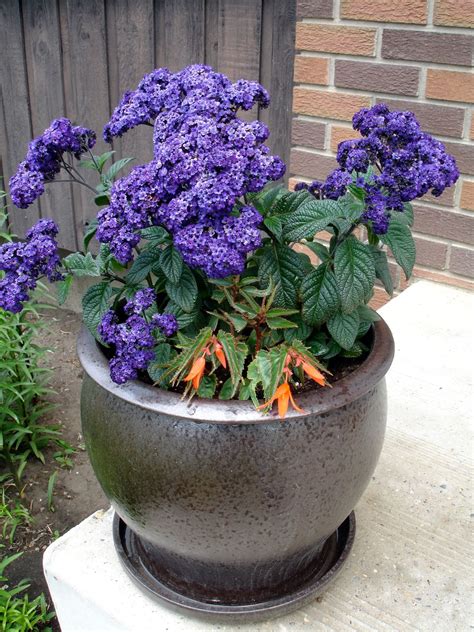 This stuff smells really good, gets rid of the frizz, is light, and helps my curls keep their shape. 15 Plants That Smell Best at Night