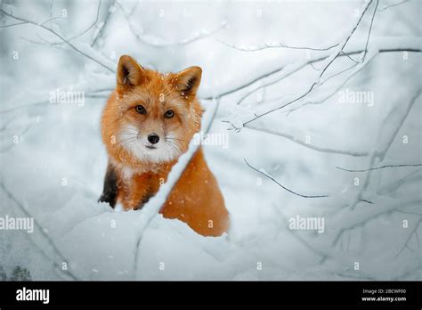 Red Fox Hunts In The Snow In Winter Stock Photo Alamy