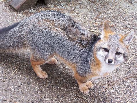Gray Fox Wildlife Images Rehabilitation And Education Center