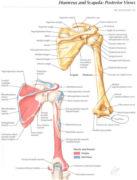 Back (posterior) muscles of the shoulder. Posterior aspect of the shoulder girdle with origins and insertions - Netter | Anatomy bones ...