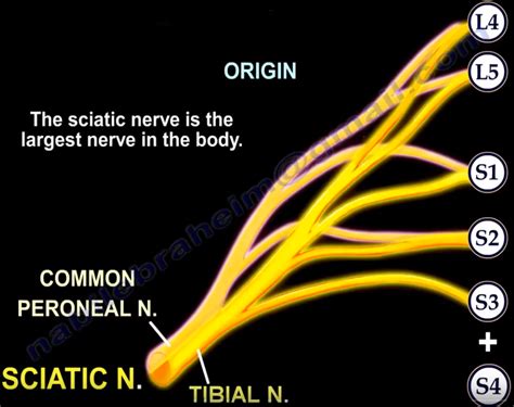 Sciatic Nerve Origin Variation And Course By Nabil Ebraheim Medium