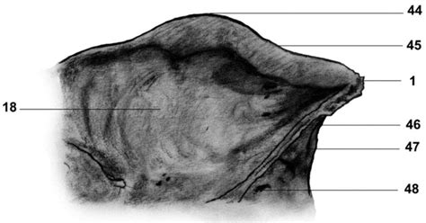 Pro and plus members can display assets in 4k. Details of caudal part of lateral view of adult male skull (See... | Download Scientific Diagram