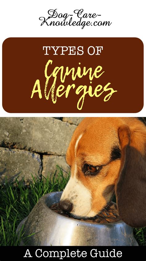 Canine Allergies Practical Advice On How To Help Them
