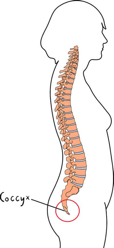 Douleur Au Coccyx La Soulager Avec Exercices D Ost Opathe