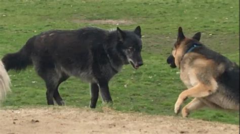 A Huge Wolf Dog Scares A German Shepherd Youtube