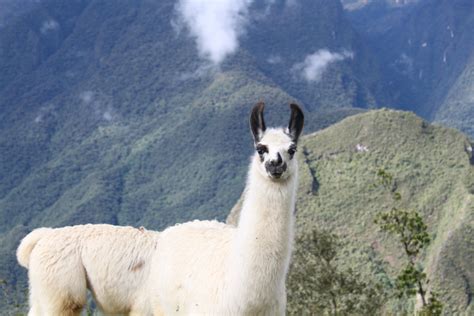 Kostenlose Foto Weide Fauna Lama Alpaka Wirbeltier Guanaco