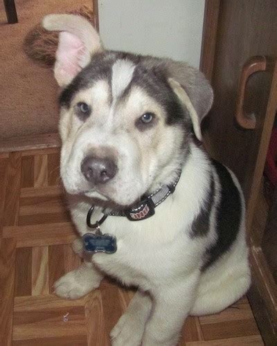 Sharberian Husky Dog Breed Information And Pictures