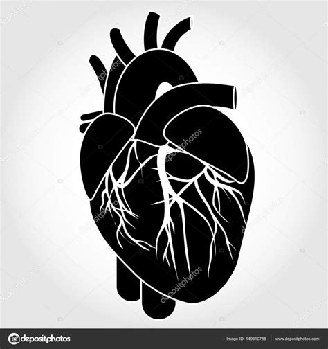 Human Heart Anatomy Stock Vector Image By ©leonardo255 149610788