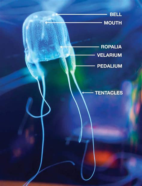 Anatomy Of A Jellyfish Anatomy Diagram Source