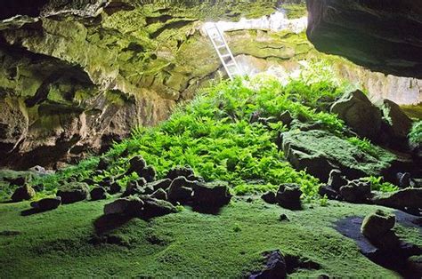 Fern Cave Tours Labeplanyourvisitfern Cave Tourshtm