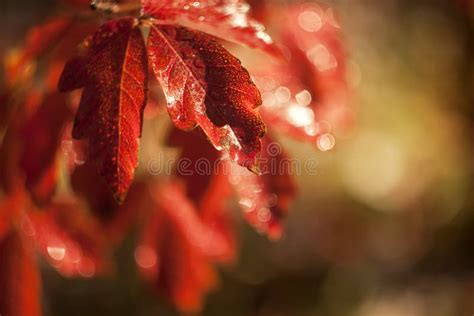 Red Autumn Leaves Stock Photo Image Of Leaf Beautiful 61891082