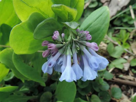 Whats Blooming In My Yard Bluebells Wild Ones St Louis Chapter