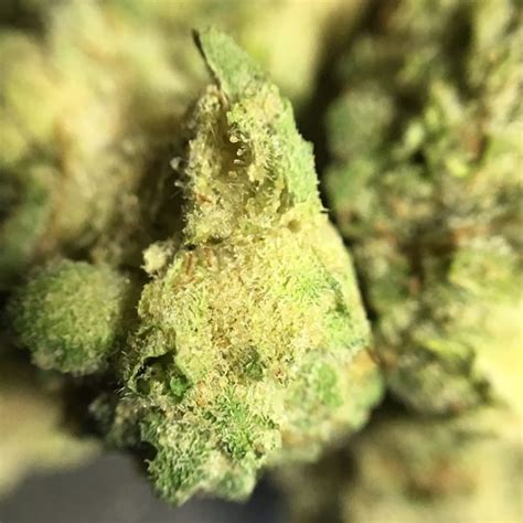 Strain Review Gorilla Glue By Gg Strains The Highest Critic
