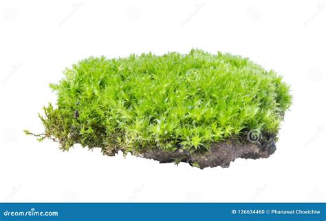 Green Moss Isolated On White Background Close Up Stock Photo Image