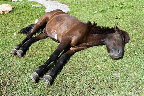 Hyperkalemic Periodic Paralysis in Horses - Symptoms, Causes, Diagnosis ...