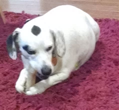 PLEASE SUPPORT House Bill 4029 – A Bill That Would Help Reunite More